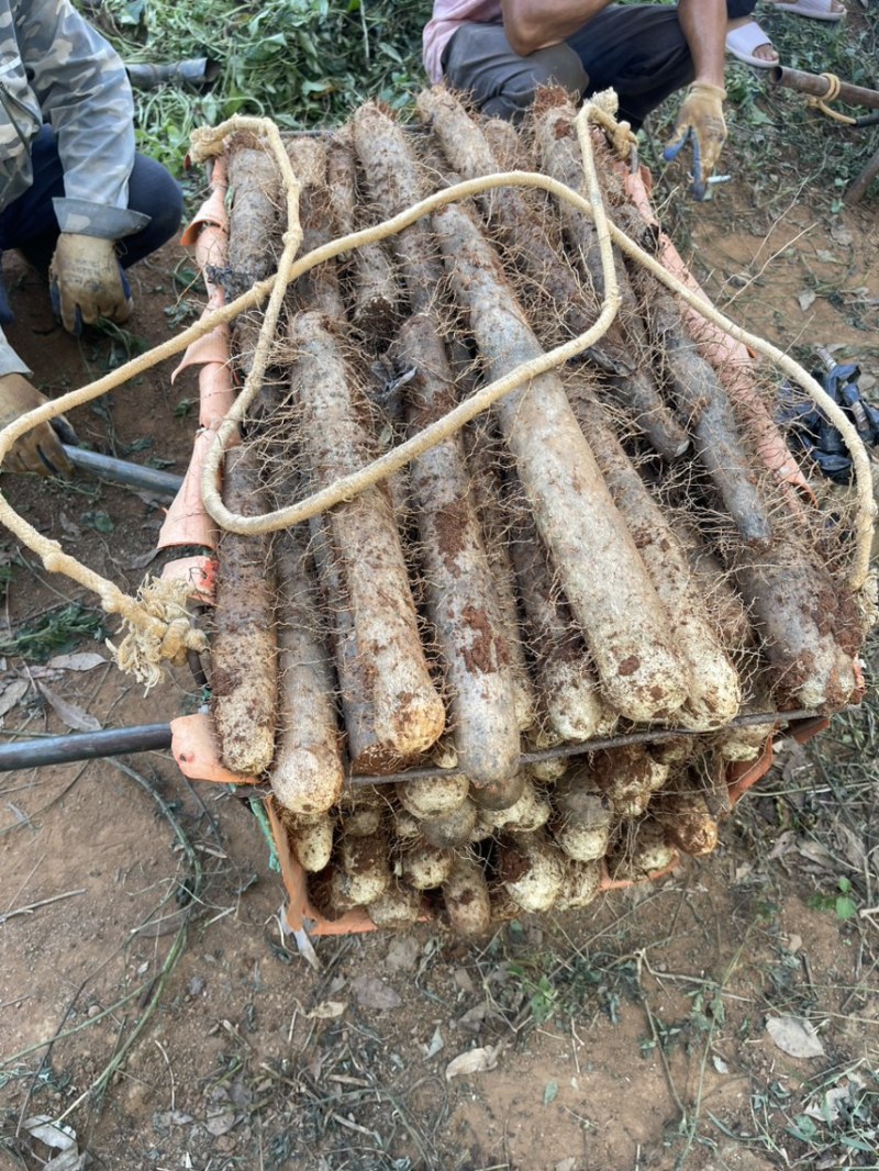 大量白鬼淮山上市，自产自销，源头好货，价格优惠！