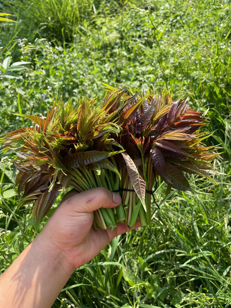 贵州纯天纯香椿