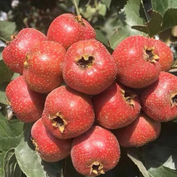 大金星山楂，做糖葫芦不化糖。无烂果，不包邮，运费到付