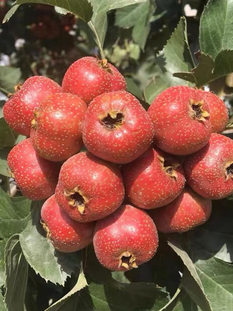 大金星山楂，做糖葫芦不化糖。无烂果，不包邮，运费到付
