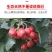 大金星山楂，做糖葫芦不化糖。无烂果，不包邮，运费到付