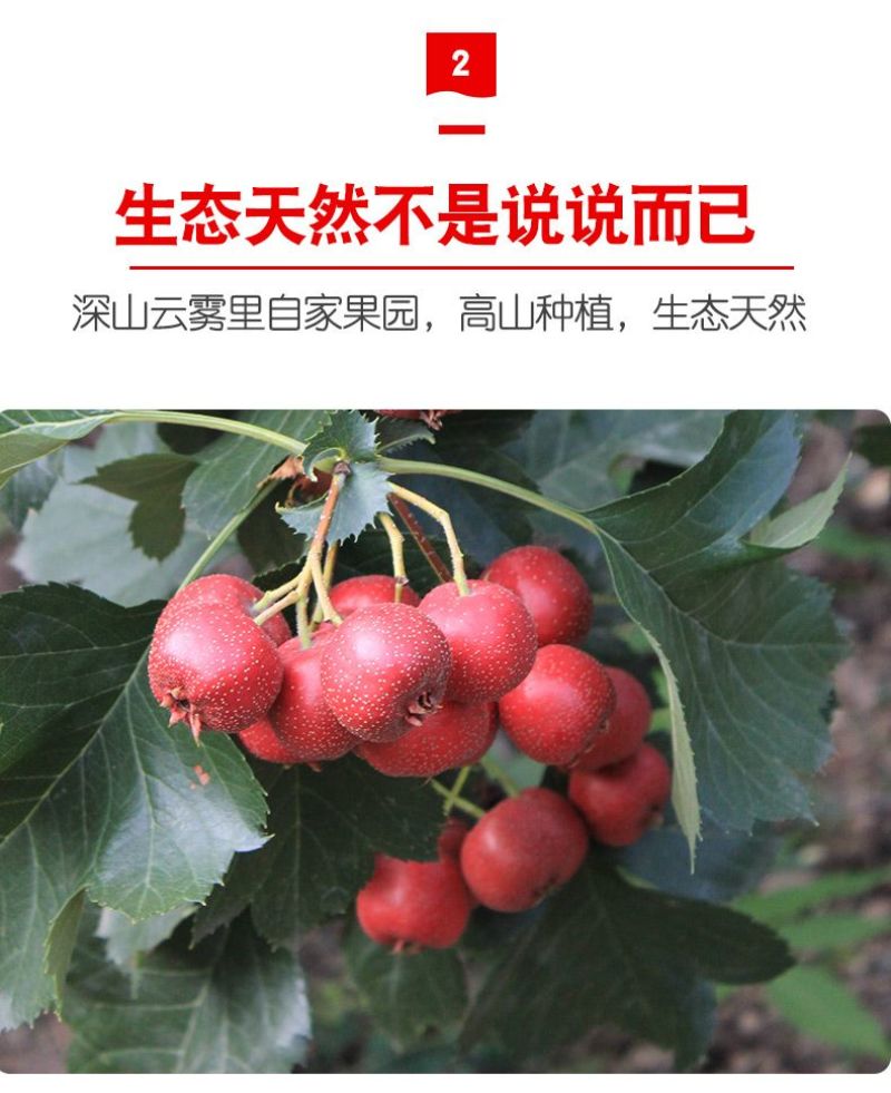 大金星山楂，做糖葫芦不化糖。无烂果，不包邮，运费到付