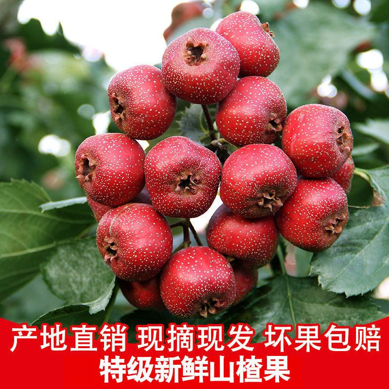 大金星山楂，做糖葫芦不化糖。无烂果，不包邮，运费到付