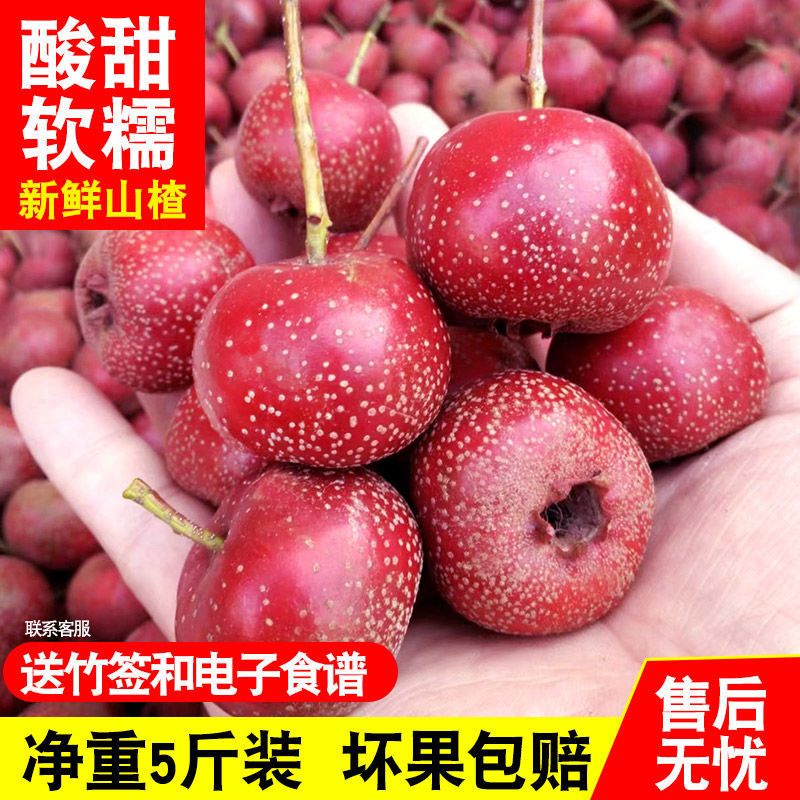 大金星山楂，做糖葫芦不化糖。无烂果，不包邮，运费到付