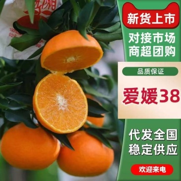 四川眉山爱媛38号果冻橙，皮薄如纸，入口化渣，产地直发