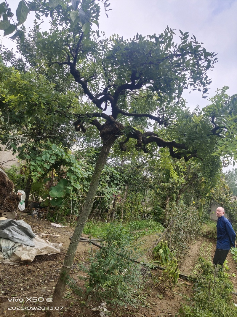 90年种植龙爪槐