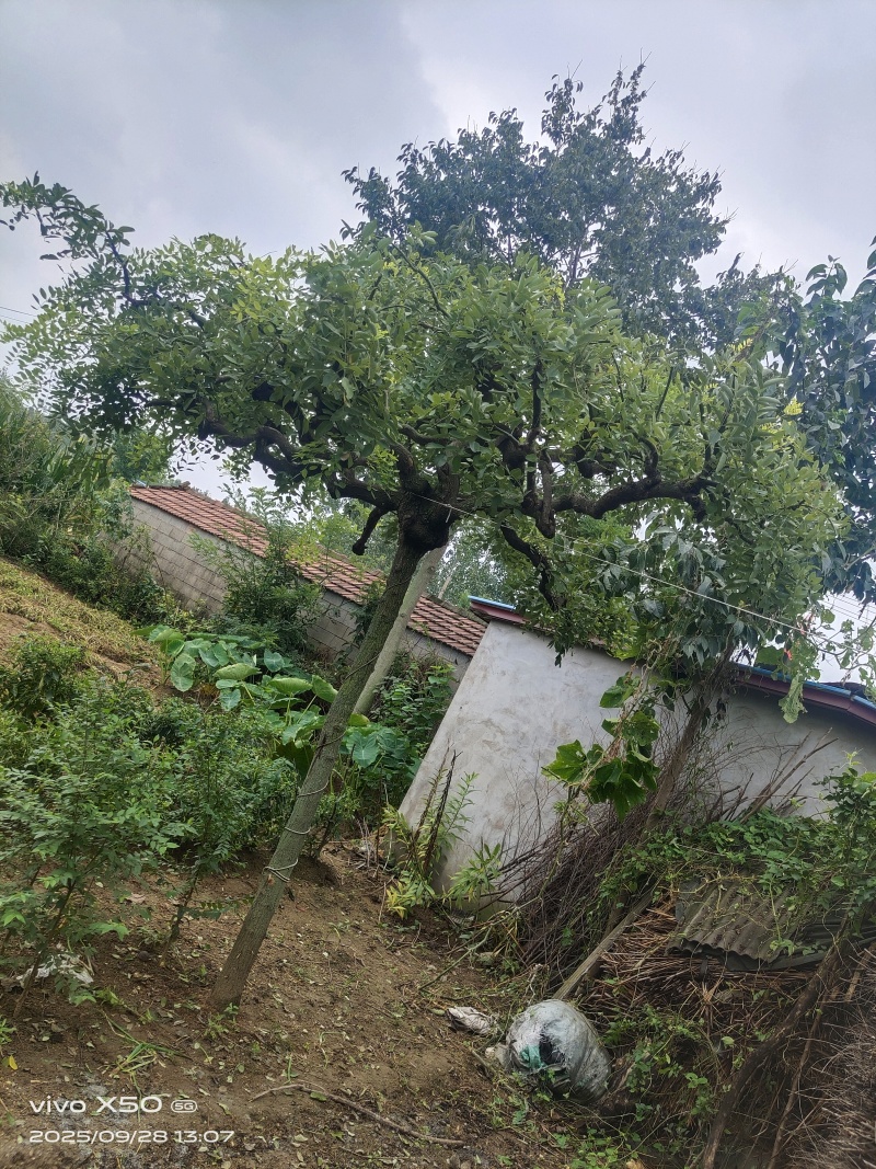 90年种植龙爪槐
