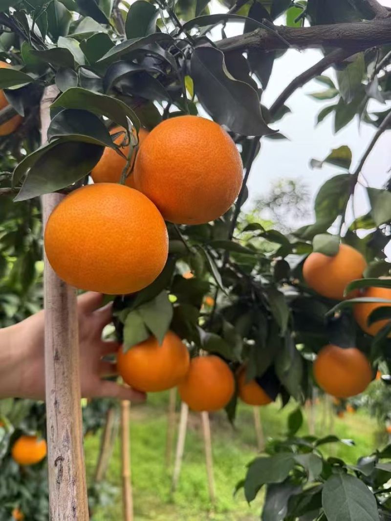 爱媛橙大量上市品质保证一手货源欢迎各位来电