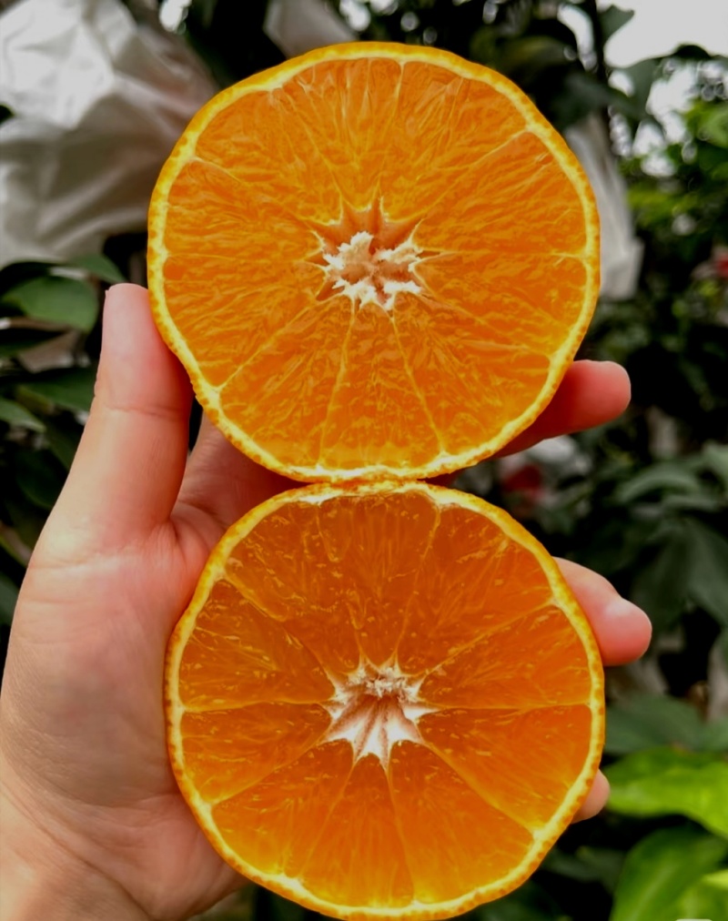 四川眉山爱媛38号果冻橙，皮薄如纸，入口化渣，产地直发
