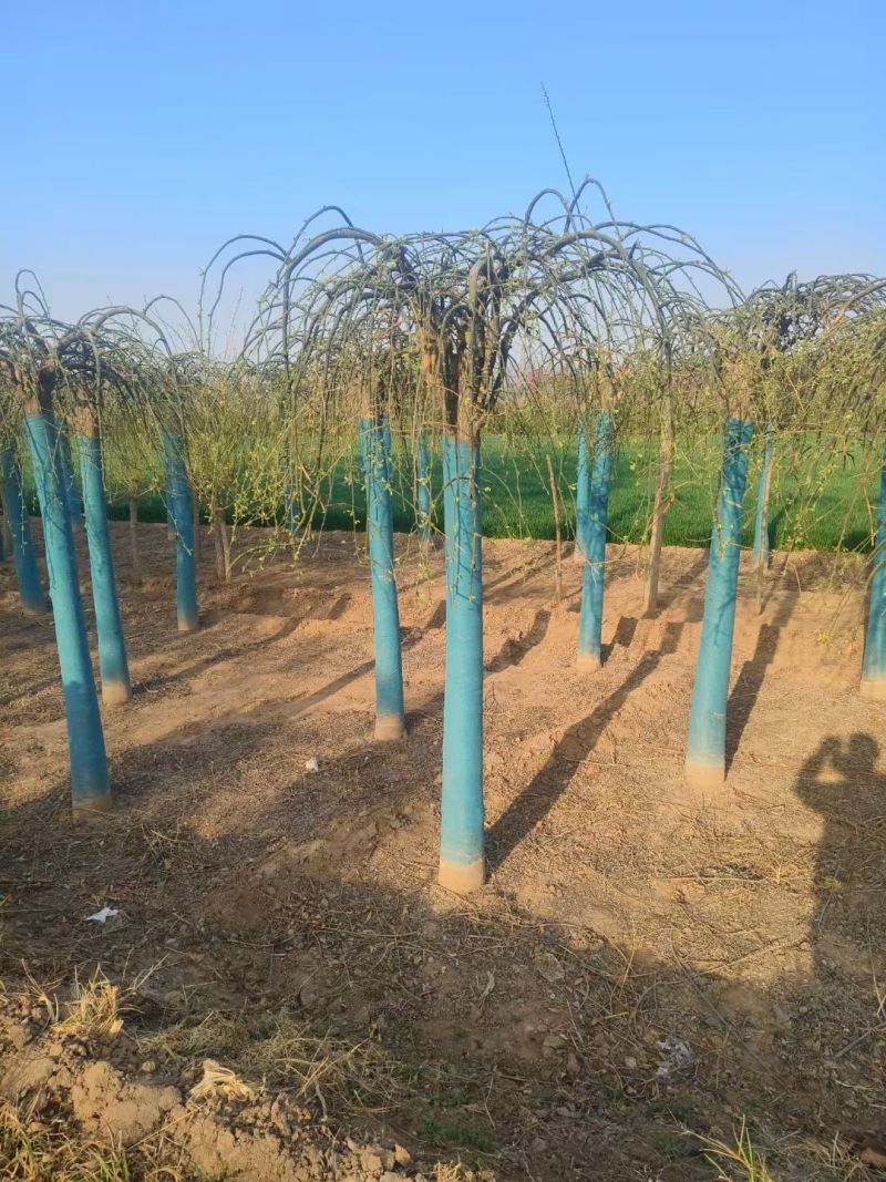 龙爪槐低价批发自有苗圃基地产地直供价格低于市场