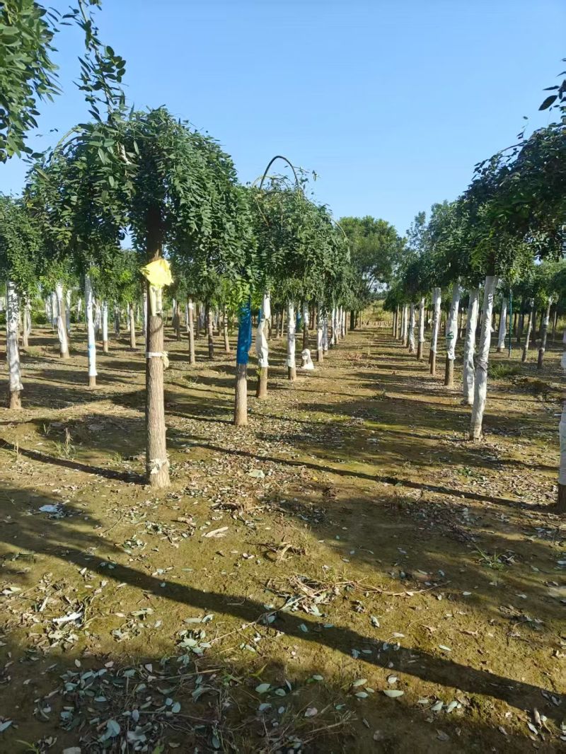 龙爪槐低价批发自有苗圃基地产地直供价格低于市场