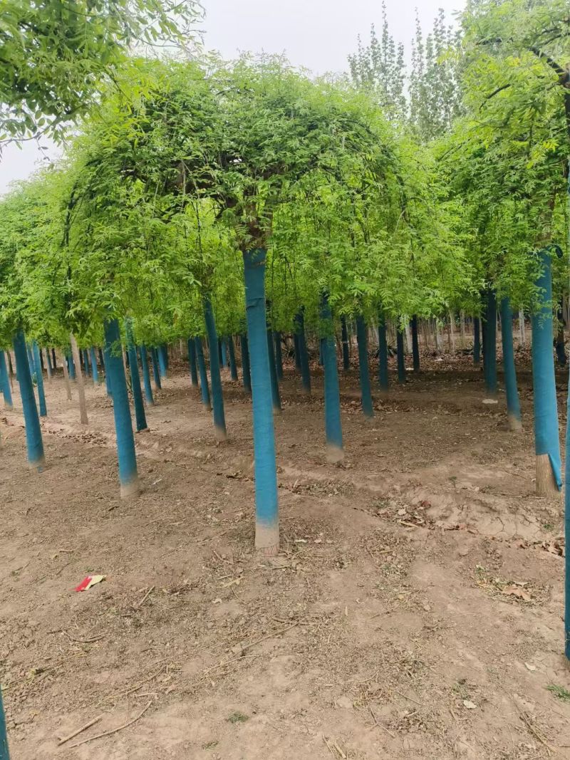 龙爪槐低价批发自有苗圃基地产地直供价格低于市场