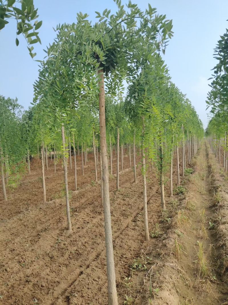 龙爪槐低价批发自有苗圃基地产地直供价格低于市场