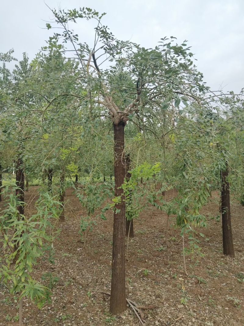 龙爪槐低价批发自有苗圃基地产地直供价格低于市场