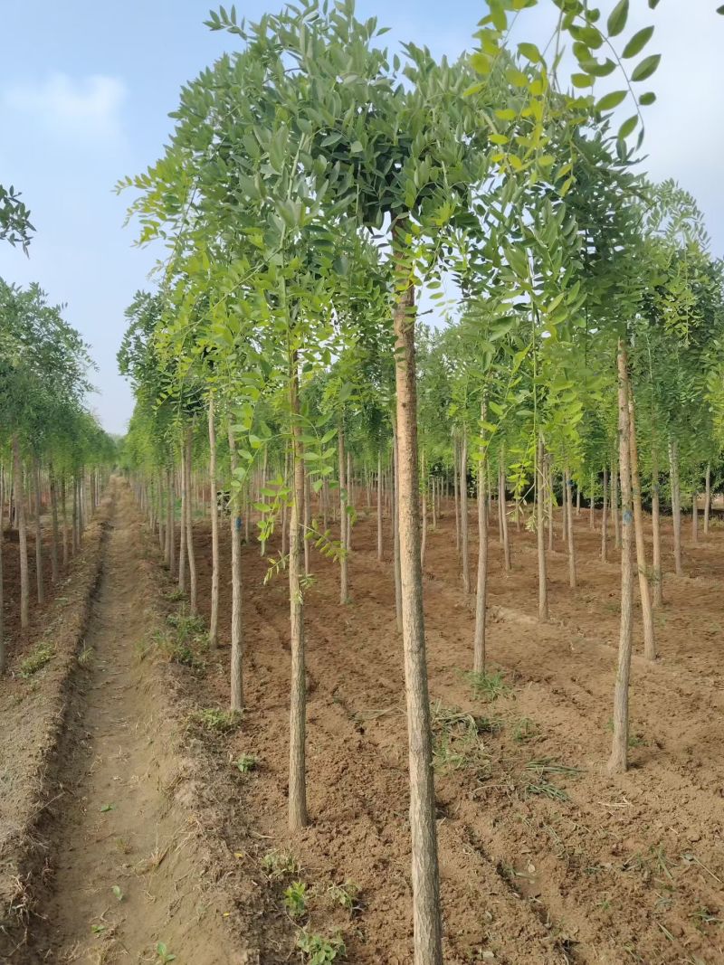 龙爪槐低价批发自有苗圃基地产地直供价格低于市场