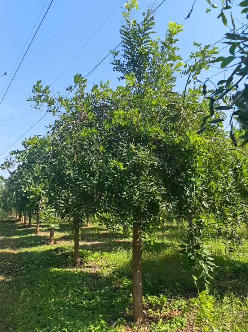 龙爪槐低价批发自有苗圃基地产地直供价格低于市场