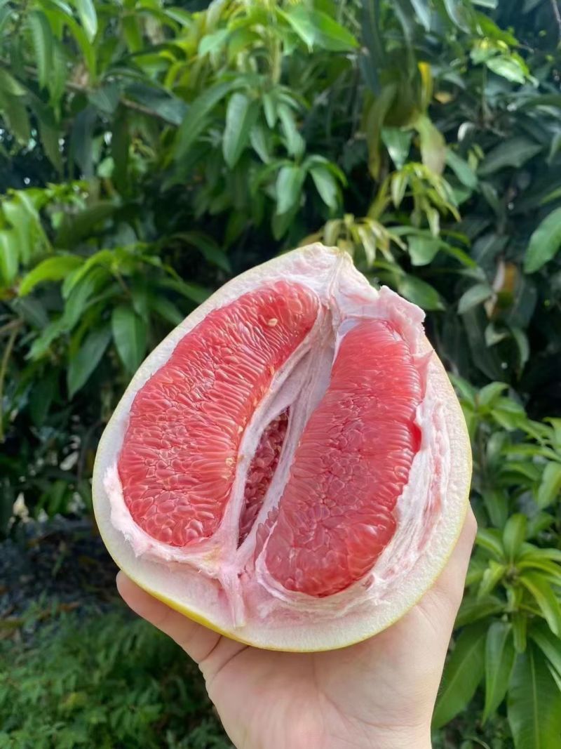 红心柚大量上市一手货源品质保证欢迎来电洽谈诚信