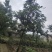 90年种植木瓜树4颗，直径16高5米