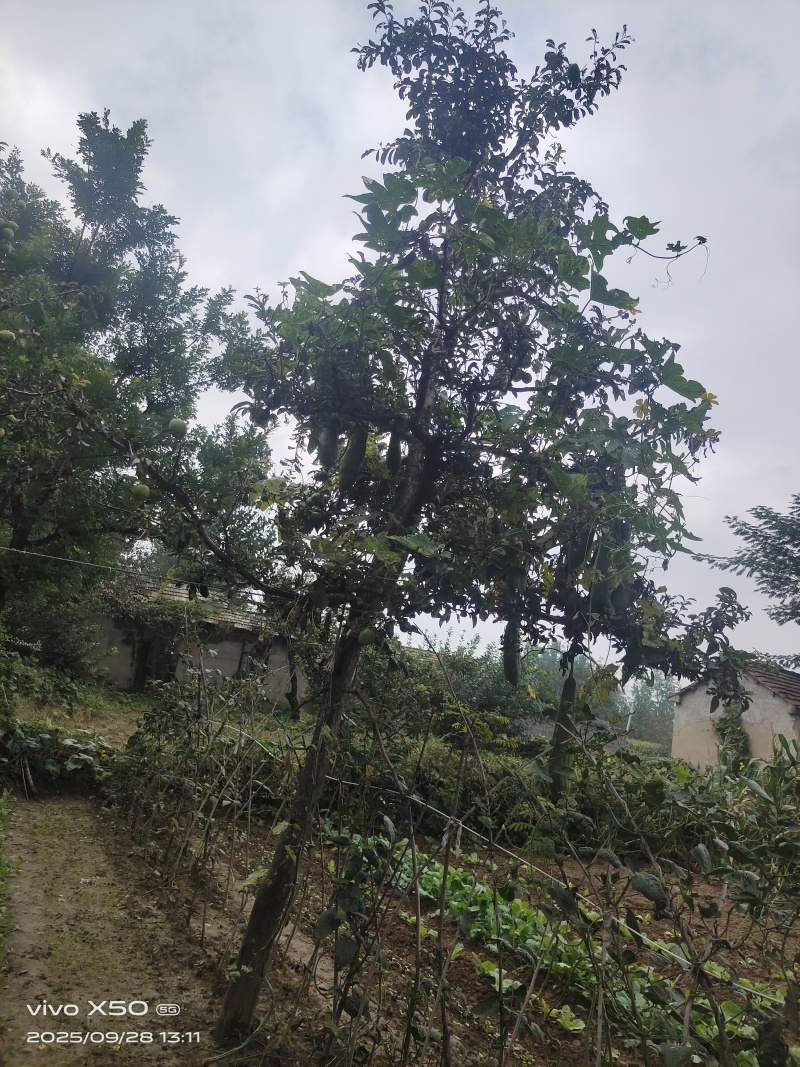 90年种植木瓜树4颗，直径16高5米