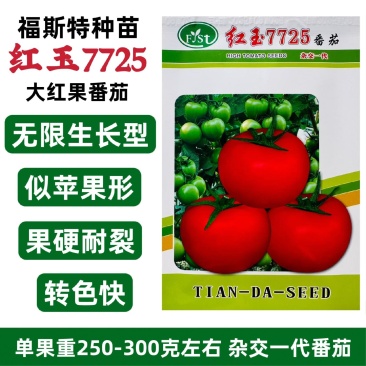 红玉7725大红果西红柿种籽硬果番茄种子耐裂近苹果形番茄