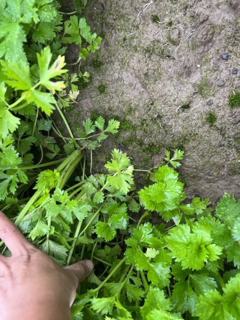 优质芹菜苗，