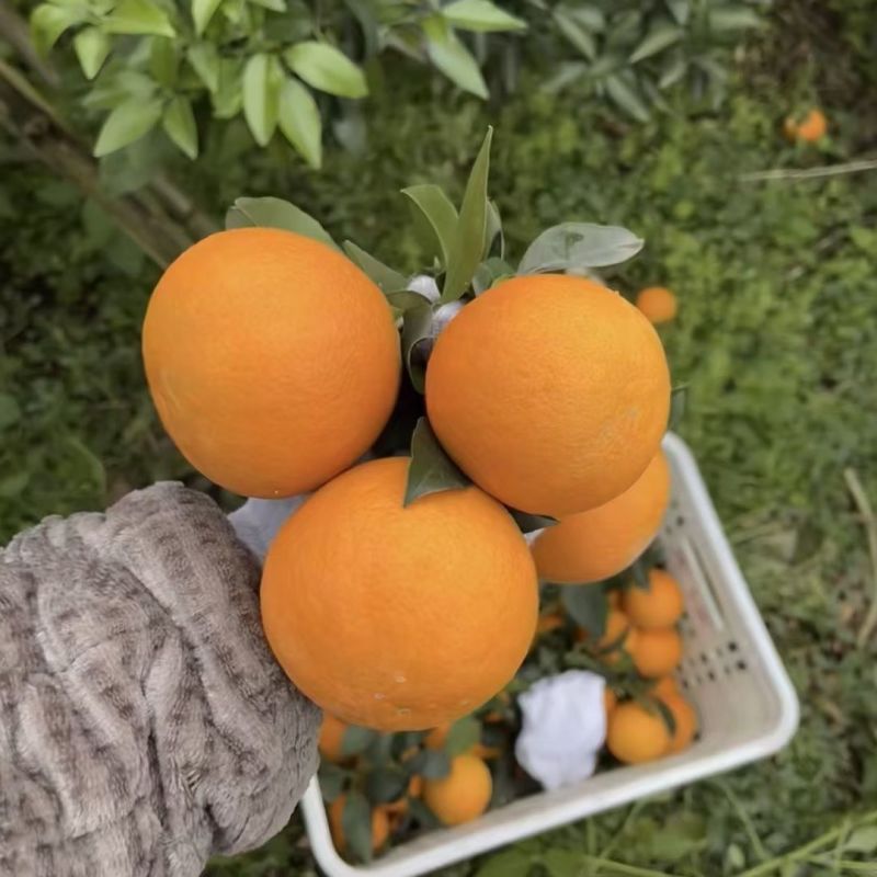 湖北脐橙大量上市一手货源品质保证欢迎老板来电洽谈