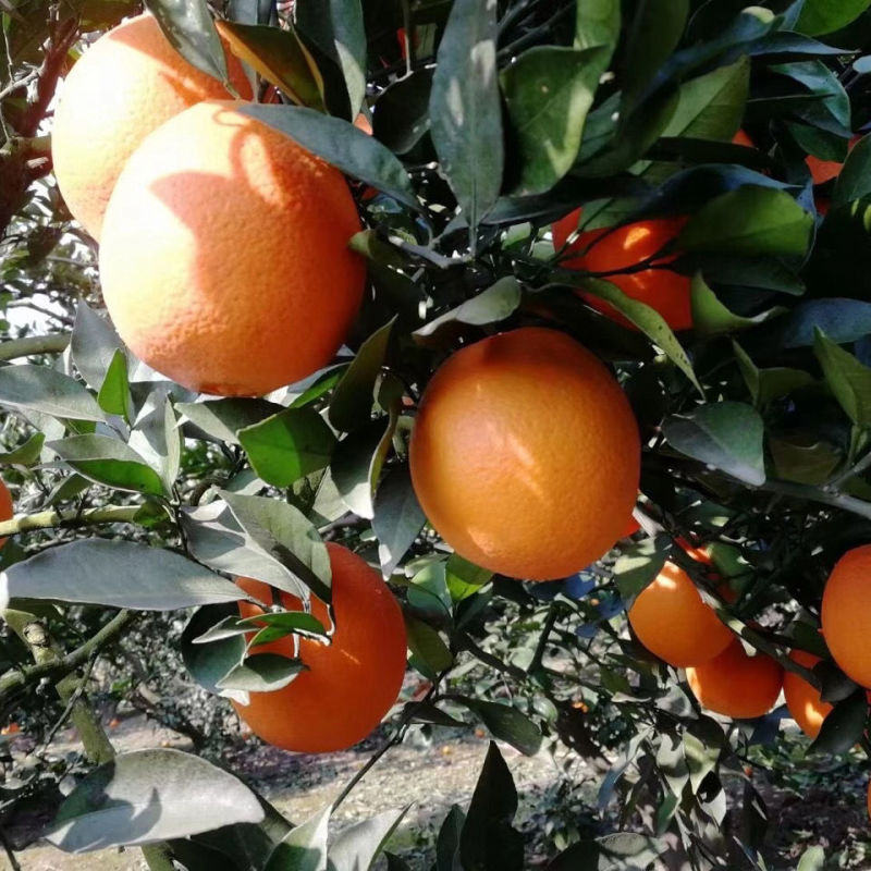 湖北脐橙大量上市一手货源品质保证欢迎老板来电洽谈