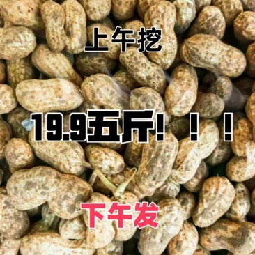山东本地湿花生