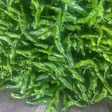 301泡椒，芜湖椒，线椒，螺丝椒，湘研55号，皱皮辣椒