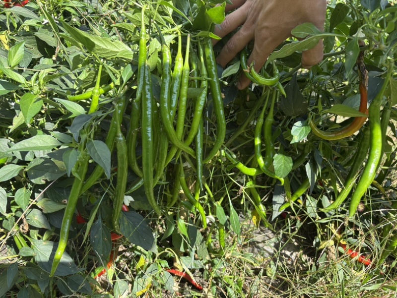 线椒三号八号硬皮贵州鲜辣椒