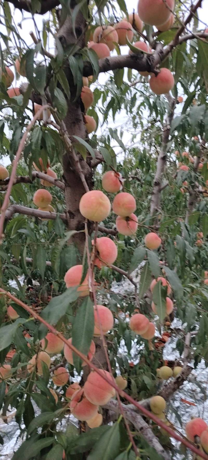 硬霜红桃又大又甜的山月不软的坡上的大雪桃硬度高一月不软