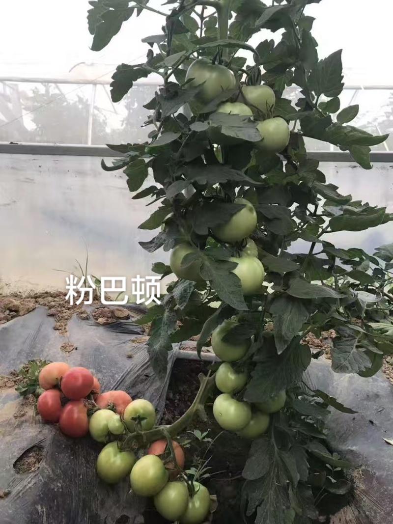 豫艺番茄种子粉巴顿粉红果番茄种籽硬果西红柿种子产量高