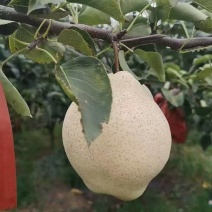 山农酥梨量大，冷库货糖度15左右。价格美丽。