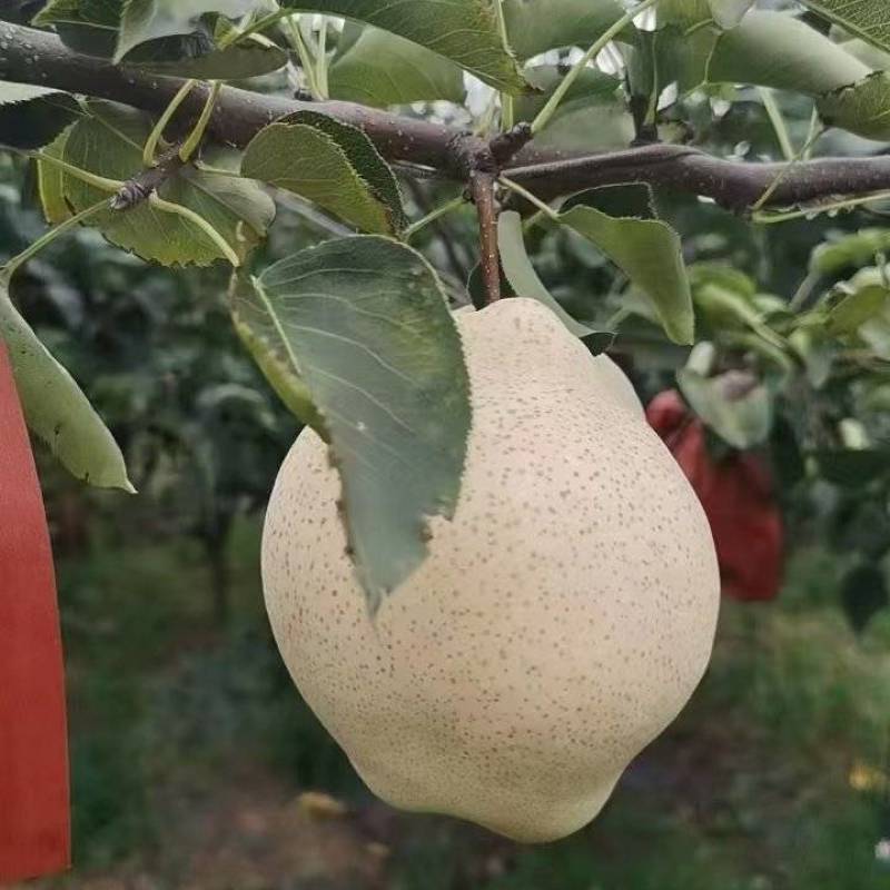 山农酥梨量大，冷库货糖度15左右。价格美丽。