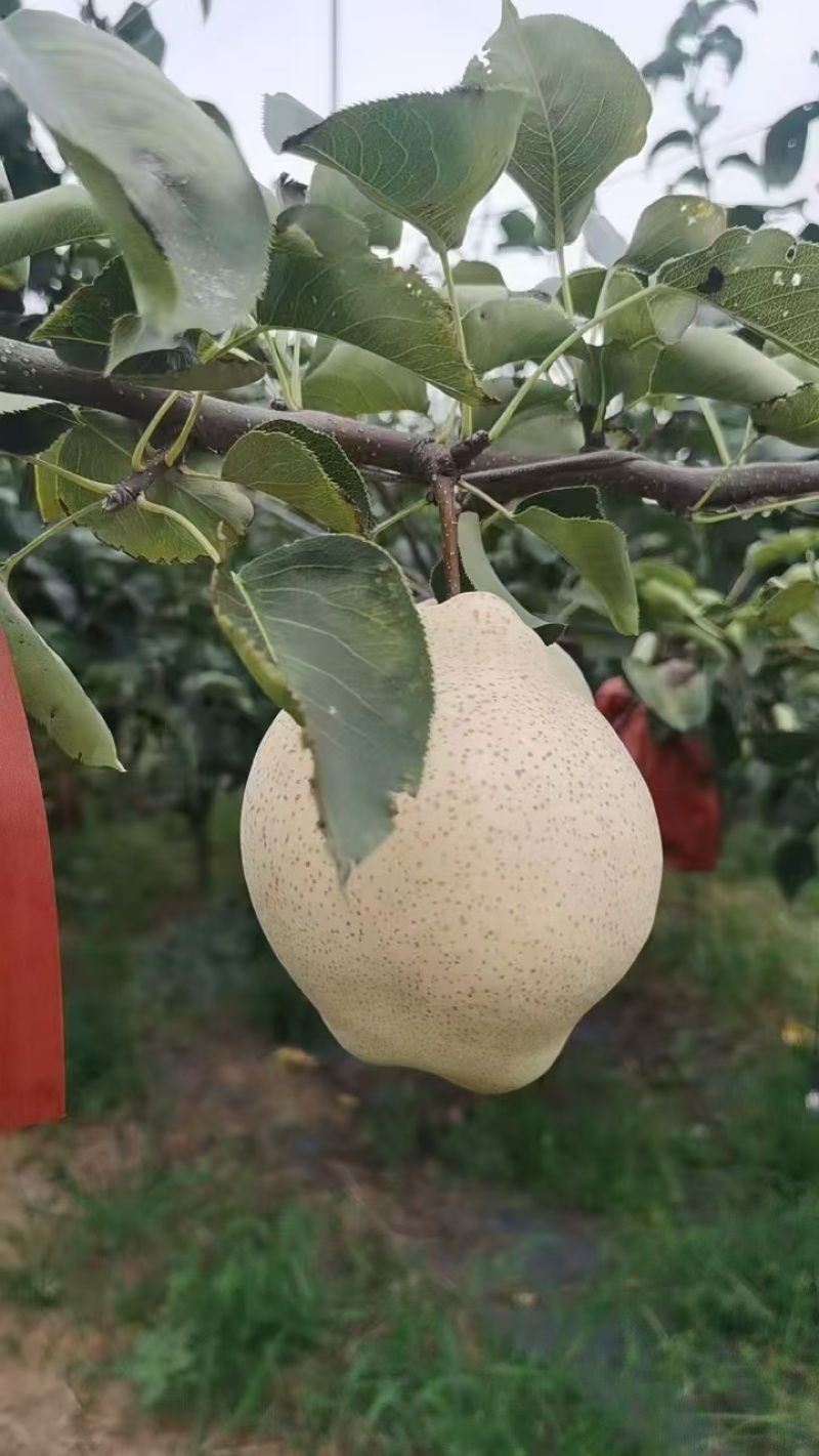 山农酥梨量大，冷库货糖度15左右。价格美丽。
