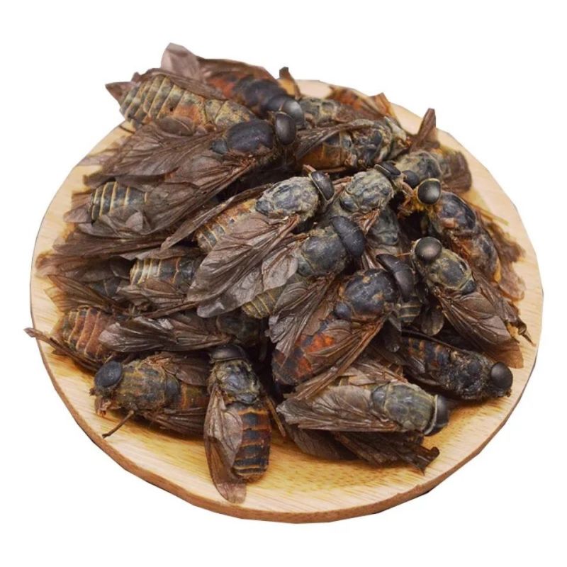 牛虻牛虻虫牛氓虫