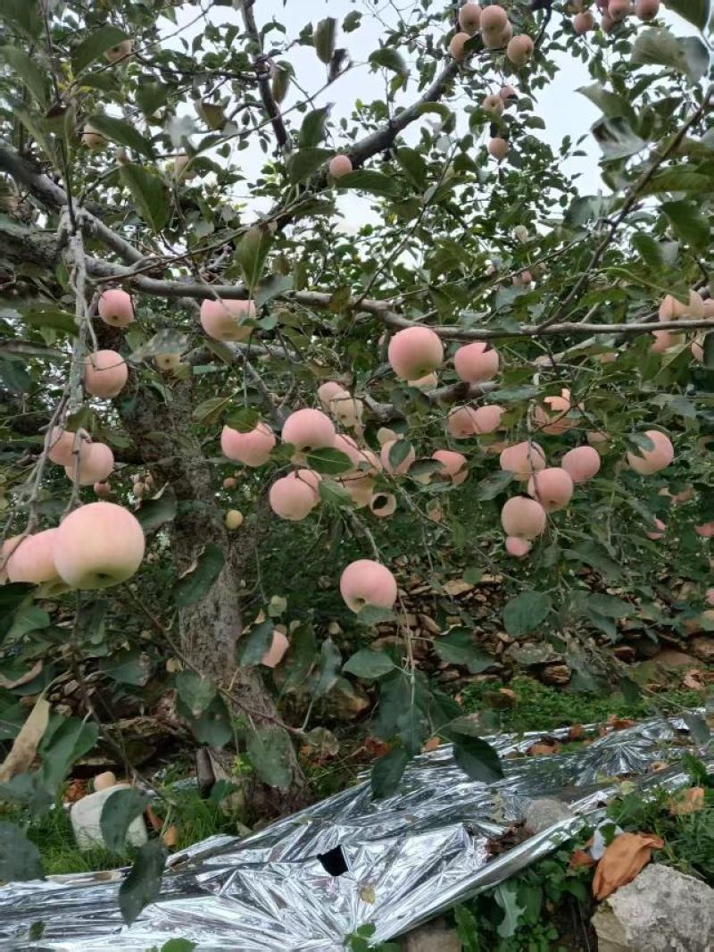 山东精品红富士苹果，品质保证，产地直发，欢迎各地老板来电