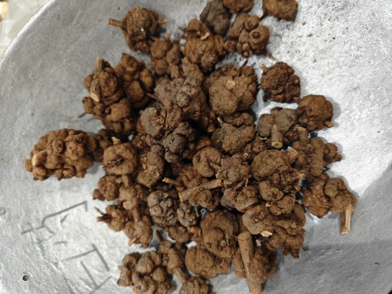 山海螺（消瘤果）