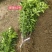 早熟爱媛62号柑桔苗*大果型爱媛62号柑橘苗*易剥皮