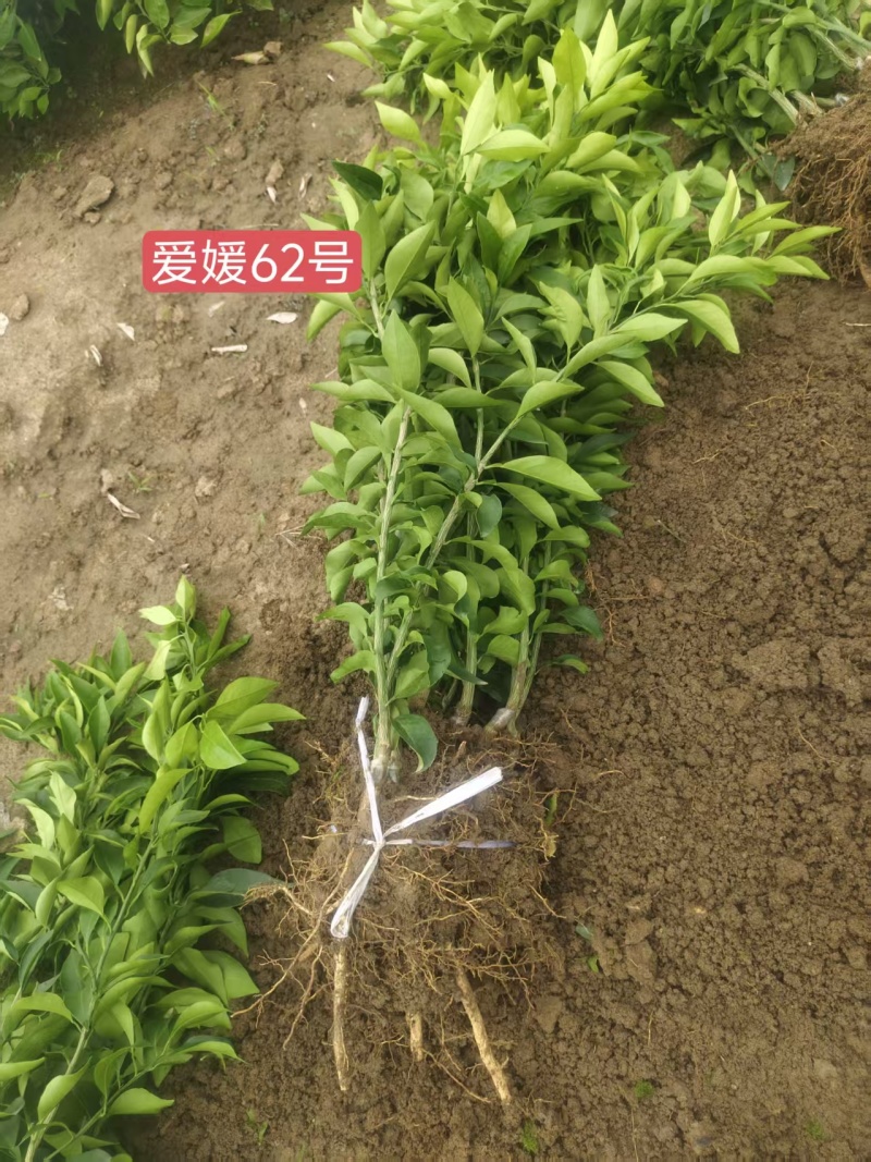 早熟爱媛62号柑桔苗*大果型爱媛62号柑橘苗*易剥皮