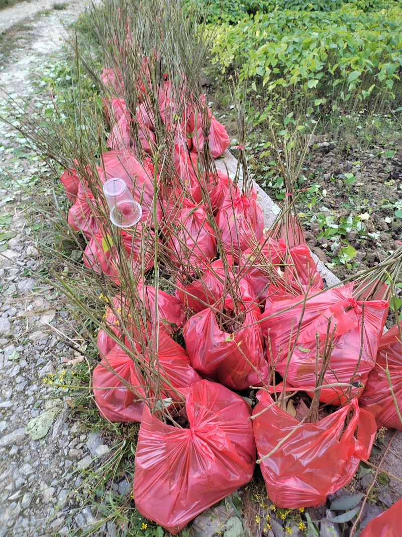 【推荐】山桐子树苗无纺布袋苗成活率高量大价优