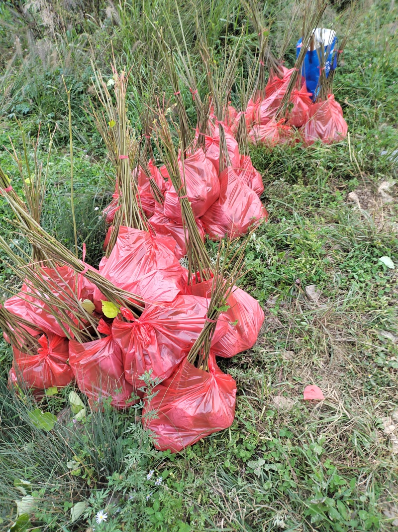 【推荐】山桐子树苗无纺布袋苗成活率高量大价优
