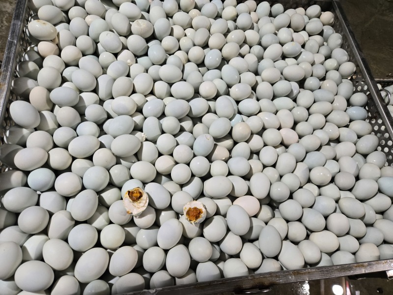 咸鸭蛋海鸭蛋烤鸭蛋爆油