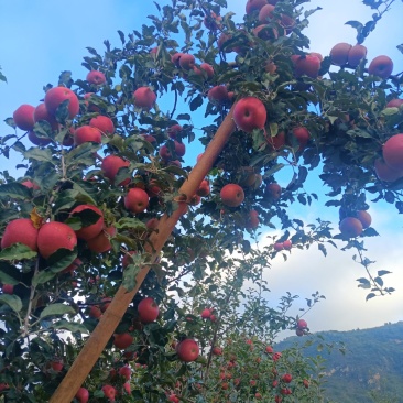 昭通苹果大量供应中