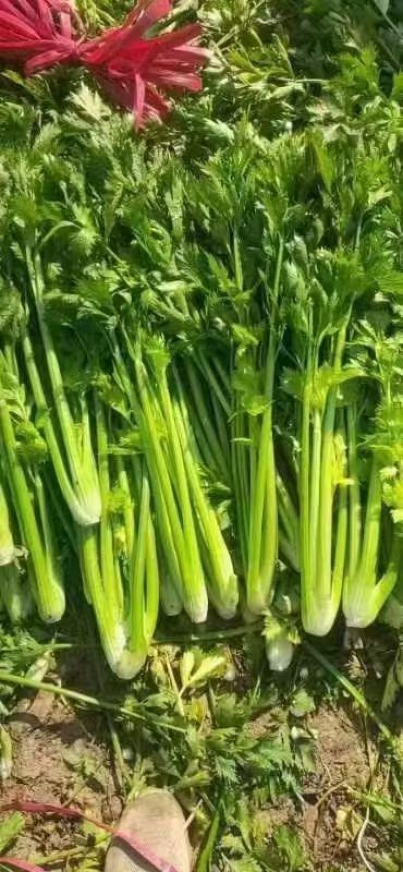 西芹大中细棵芹菜想要的看过来5月22