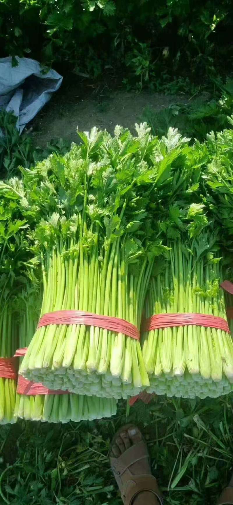 西芹大中细棵芹菜想要的看过来5月22
