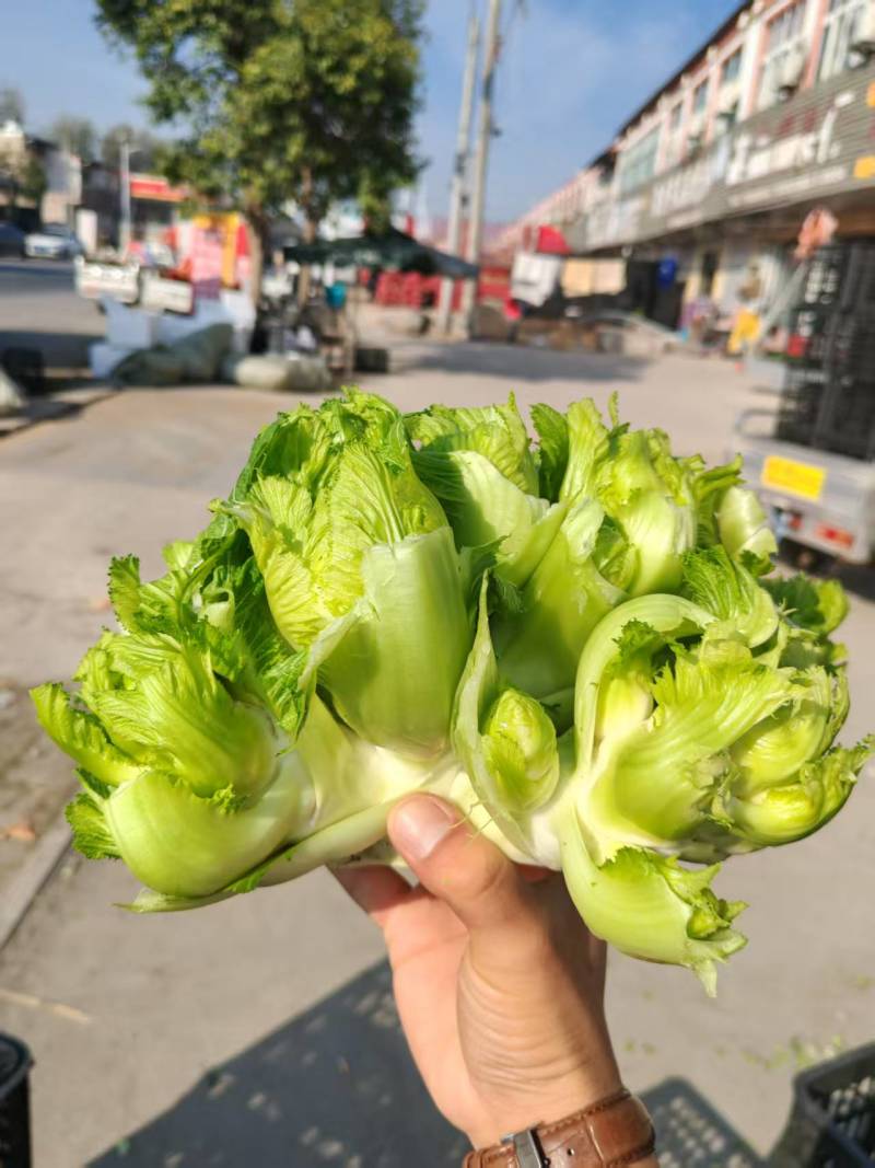 精品儿菜多子菜儿仔代发全国一手货源产地直发