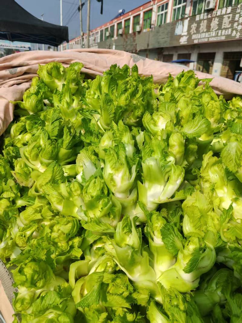精品儿菜多子菜儿仔代发全国一手货源产地直发
