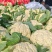 安徽砀山有机花菜松花菜散花青梗白面小米粒全国代发