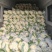 安徽砀山有机花菜松花菜散花青梗白面小米粒全国代发